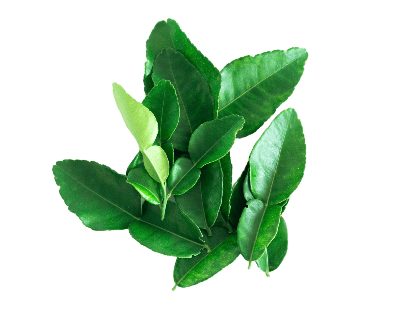 L-Teanina