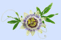 Extracto de Pasiflora