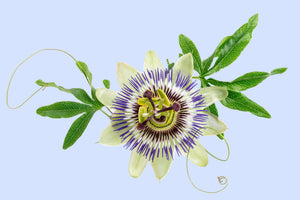 Extracto de Pasiflora