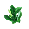 L-Teanina