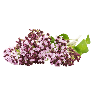 Extracto de Raíz de Valeriana