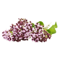 Extracto de Raíz de Valeriana